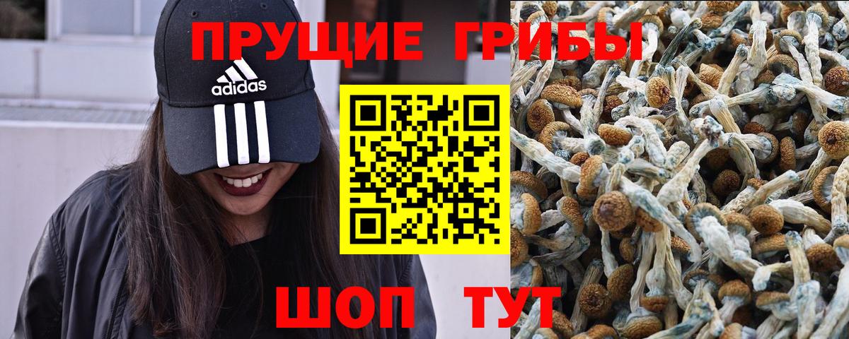 Галлюциногенные грибы Psilocybe Кувандык